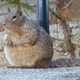 Illustration for article titled Squirrel Who Really Chunked Out Unable To Look Neighborhood Residents In Eyeem/em